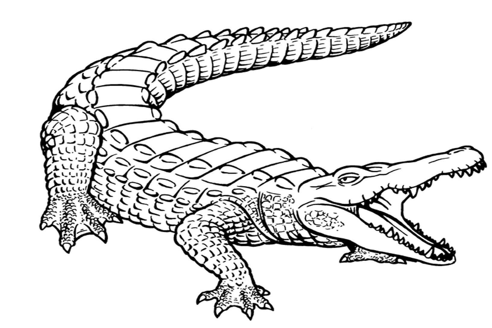 Free printable alligator coloring pages for kids coloring pages crocodile illustration animal coloring pages