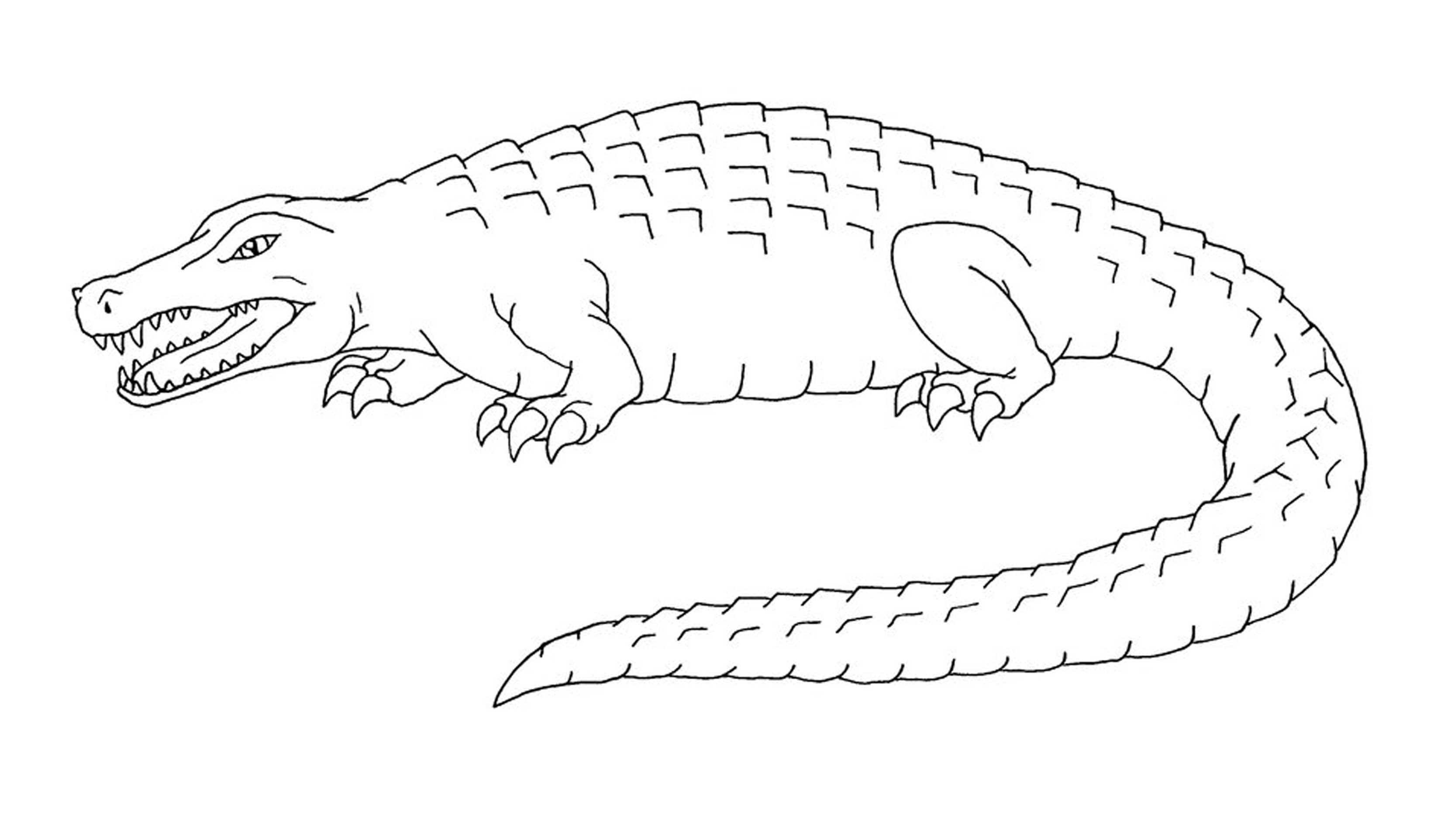 Free printable alligator coloring pages for kids