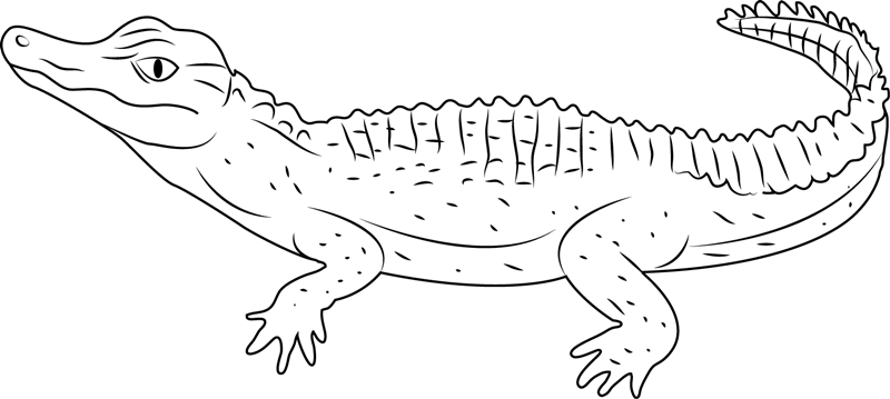 Schneiders alligator coloring page for kids