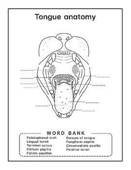 Cat anatomy physiology coloring sheets by anatomy coloring world