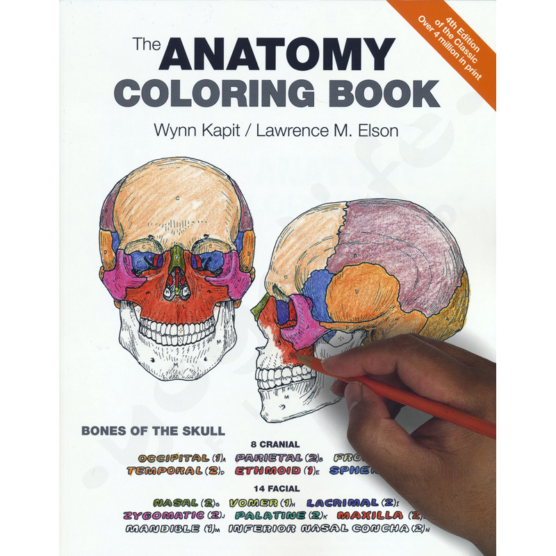 Anatomy coloring book â kapit w elson l â nland