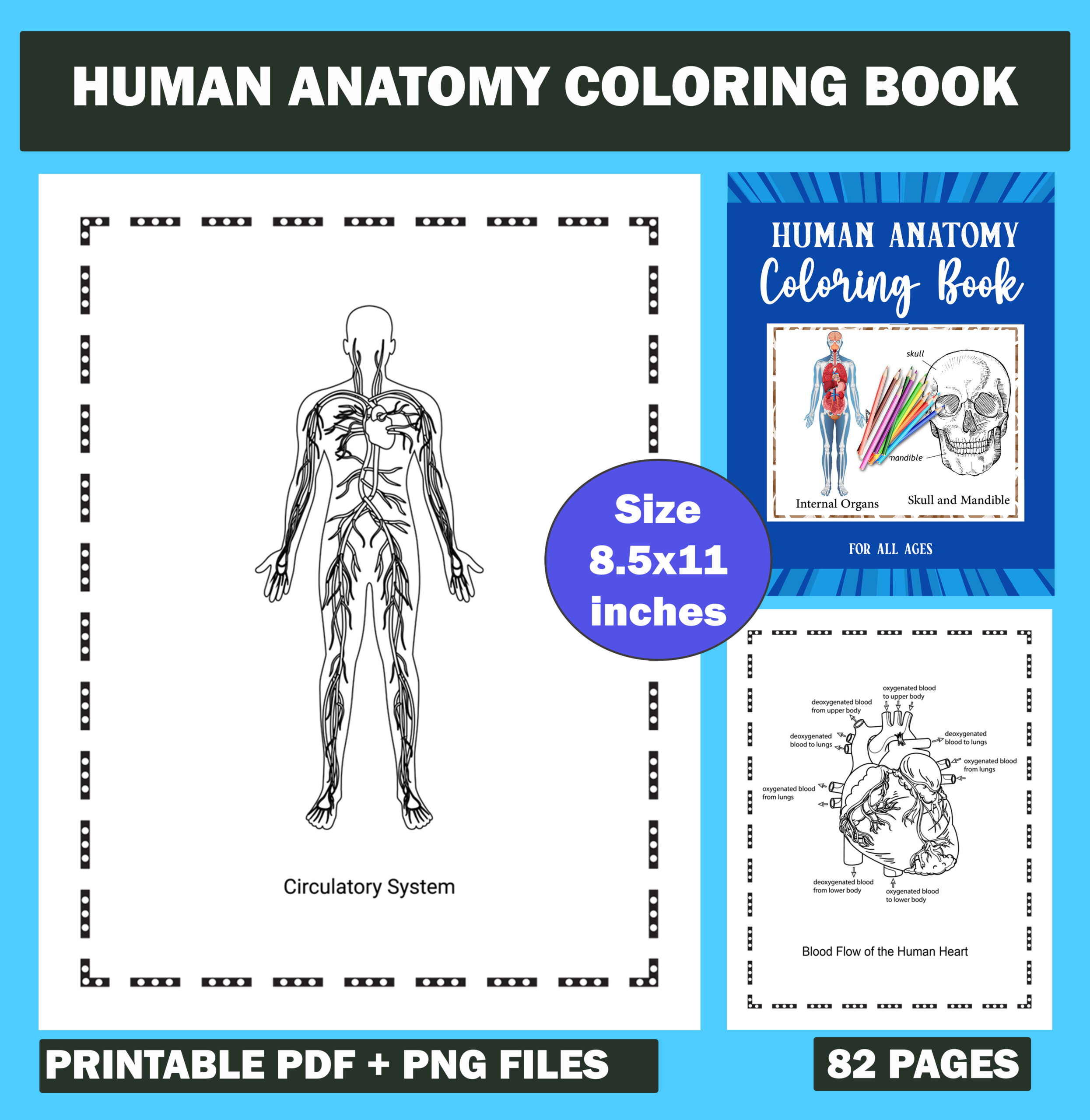 Printable human anatomy coloring book instructive guide for the human body and physiology made by teachers