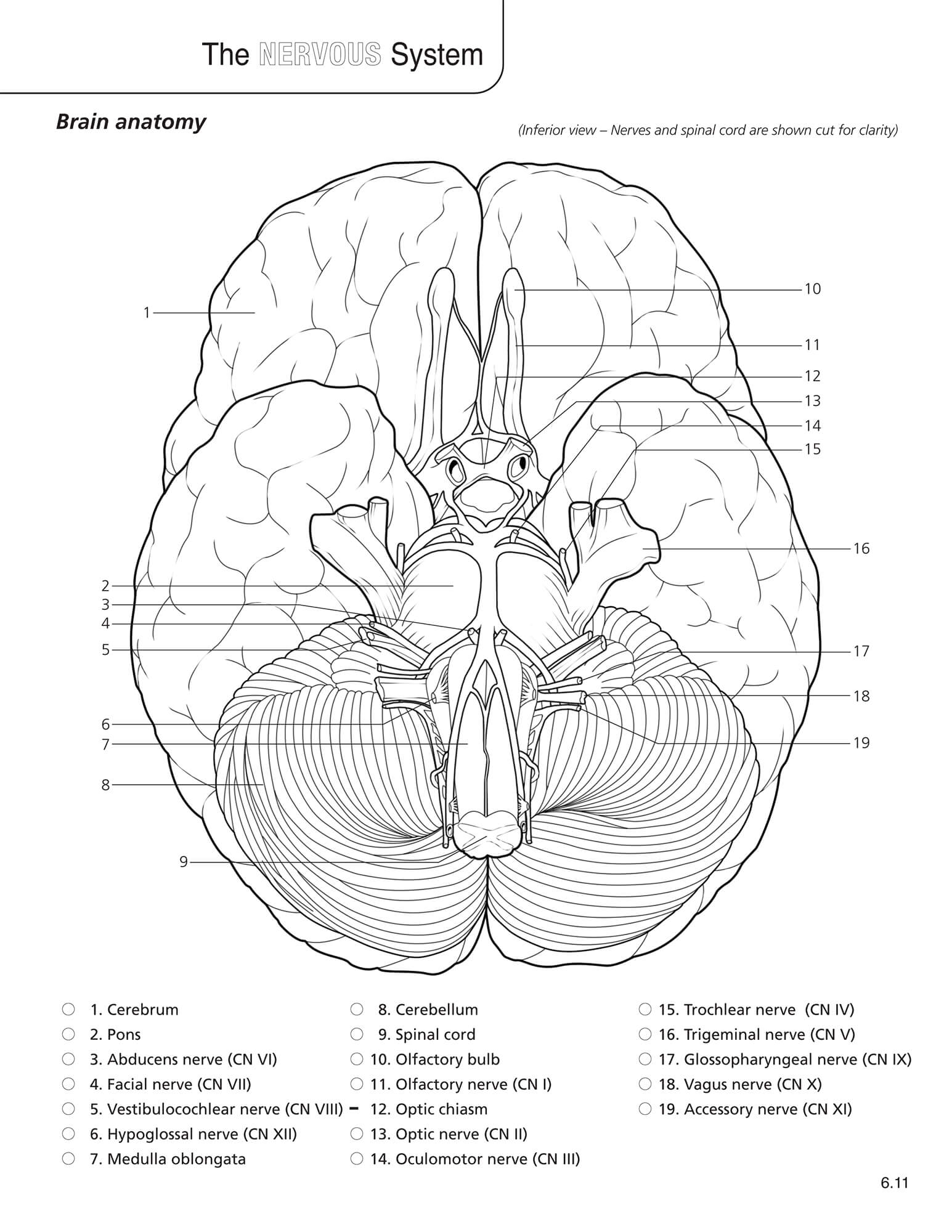 Anatomy physiology coloring book scientific publishing anatomy physiology coloring book anatomy physiology coloring book anatomy physiology coloring book