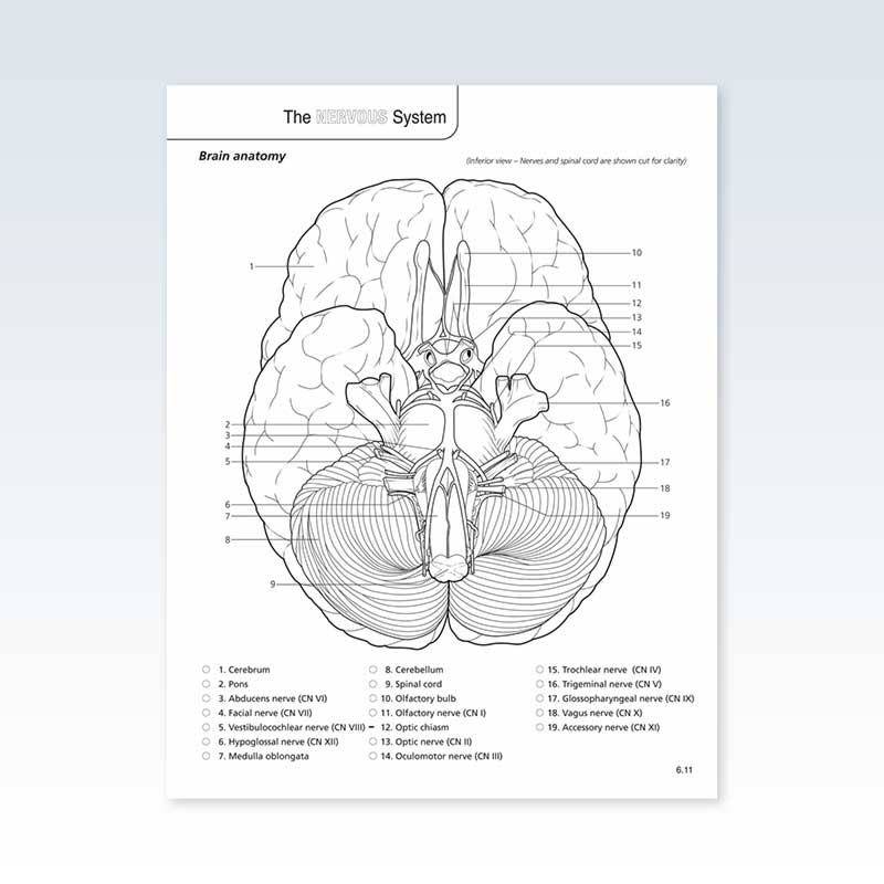 Anatomy physiology coloring book â