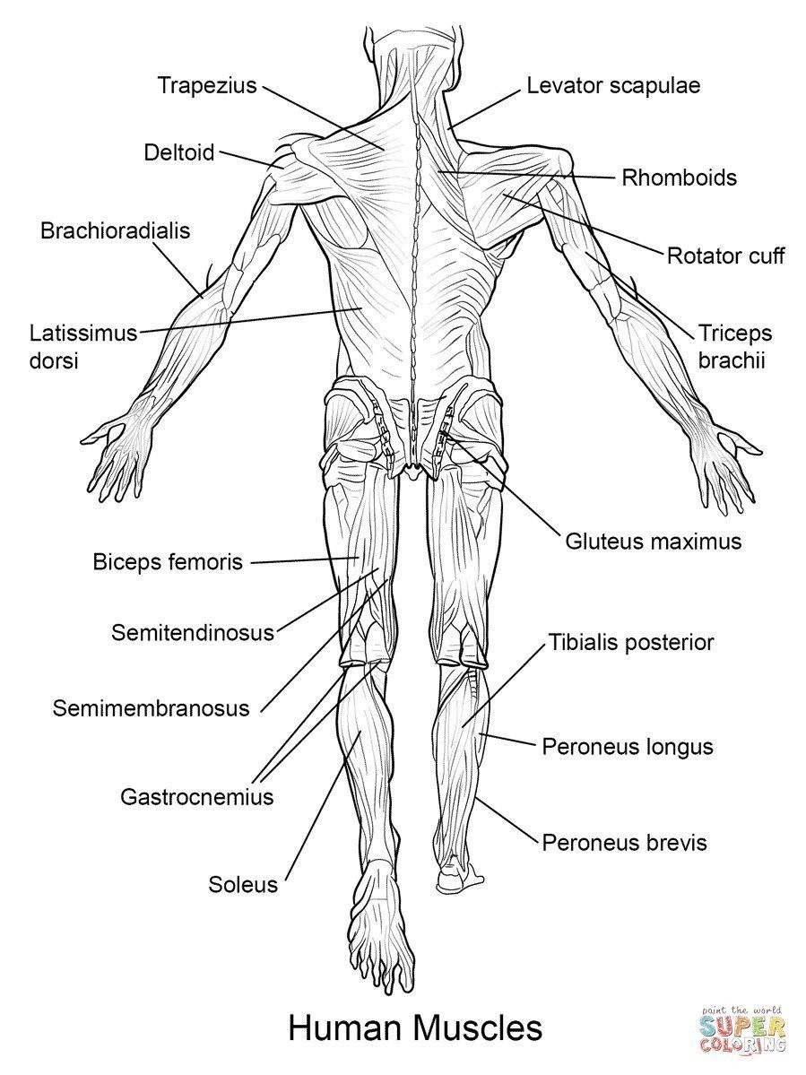 Anatomy coloring pages free anatomy coloring pages printable human futurama