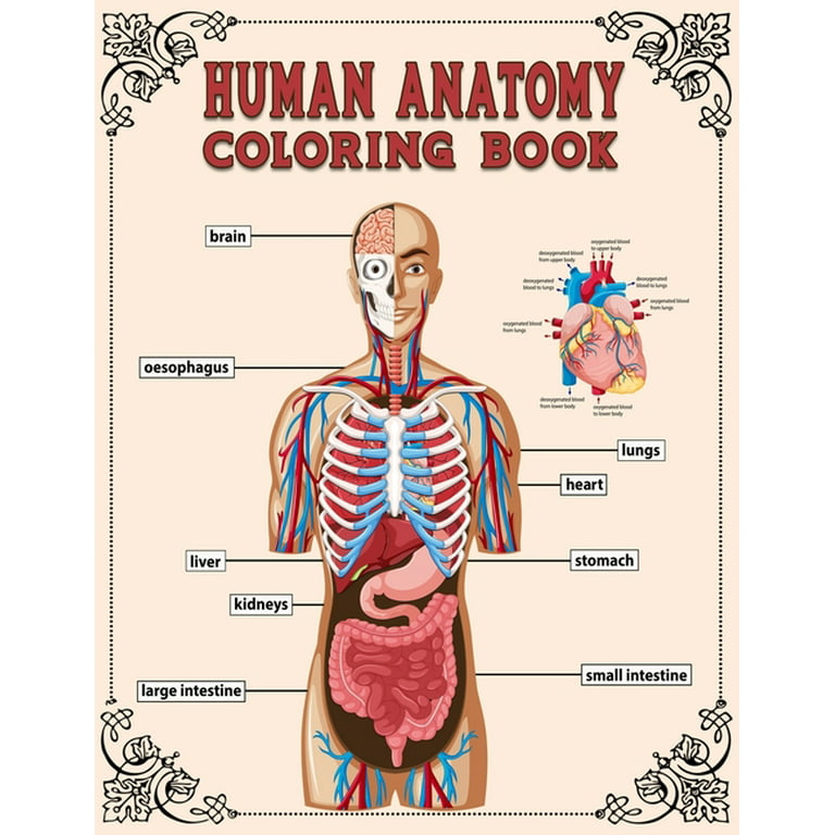 Human anatomy coloring book human body anatomy physiology coloring book for children teens or medical student to know about human body