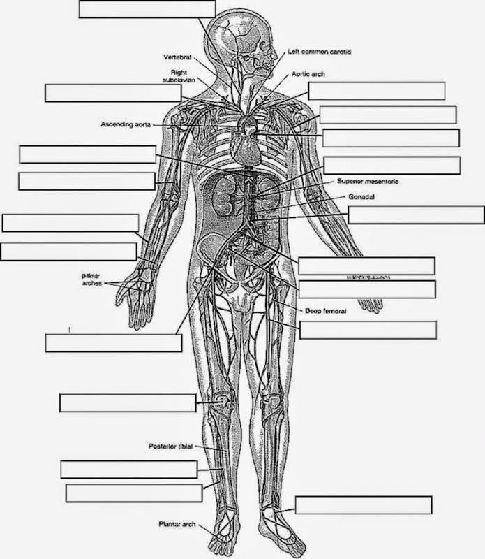 Anatomy and physiology coloring pages