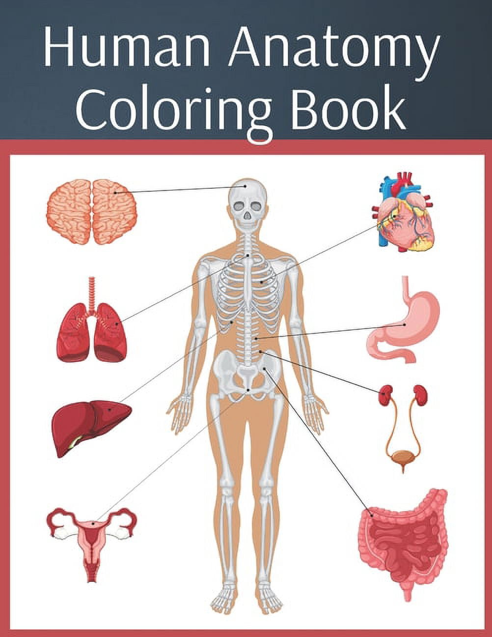 Human anatomy coloring book colouring workbook medical physiology study guide paperback