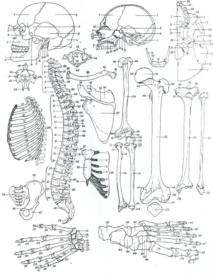 Anatomy coloring pages anatomy coloring book animals save free animal pages inside wuming