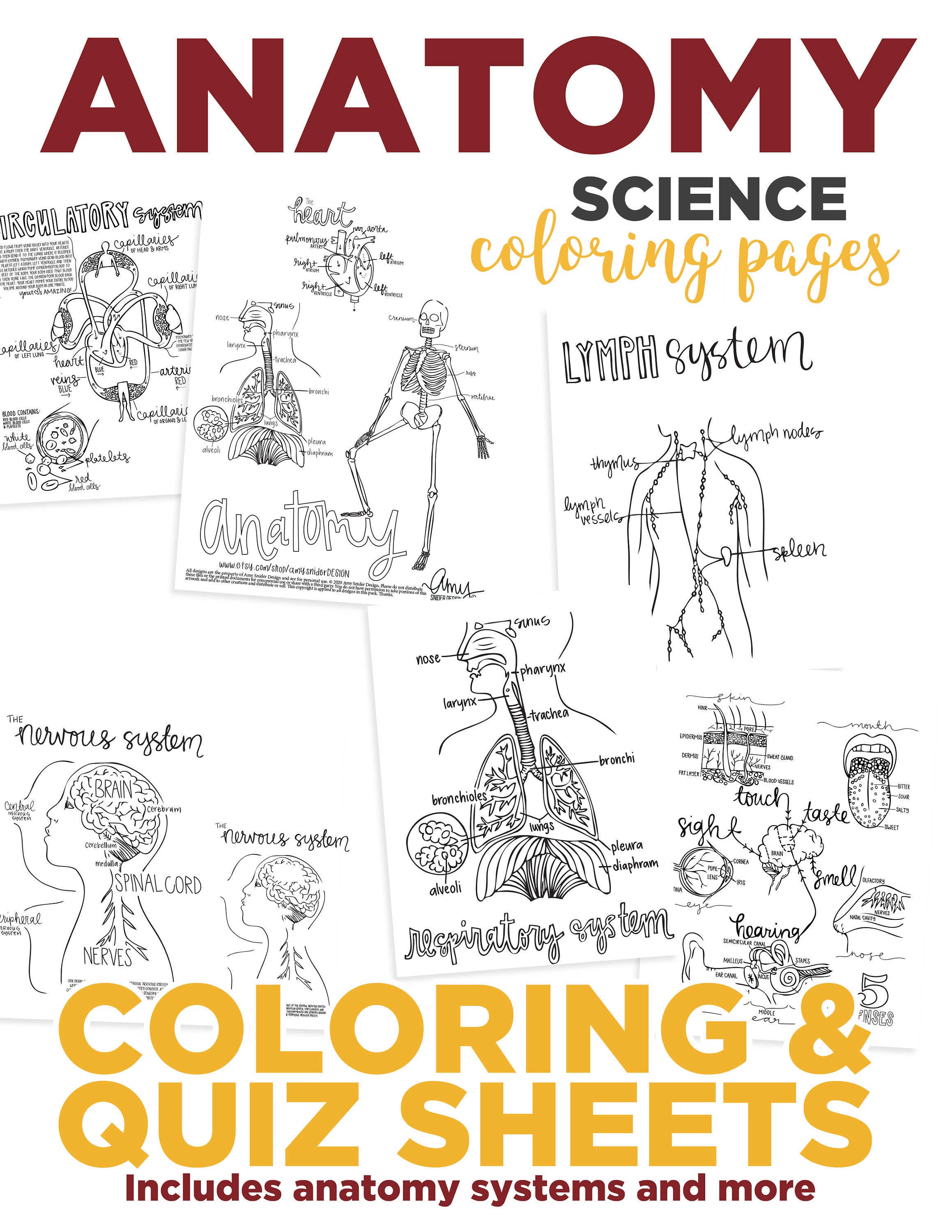 Anatomy coloring pages