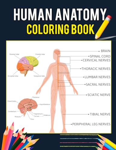 Human anatomy coloring book plete human anatomy and physiology coloring workbook for adults nurses medical students an illustrated study guide to easily learn anatomy and physiology by barbara jone