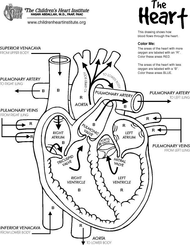 Anatomical heart coloring pages