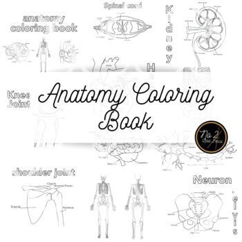 Anatomy coloring book by no lead pencil tpt