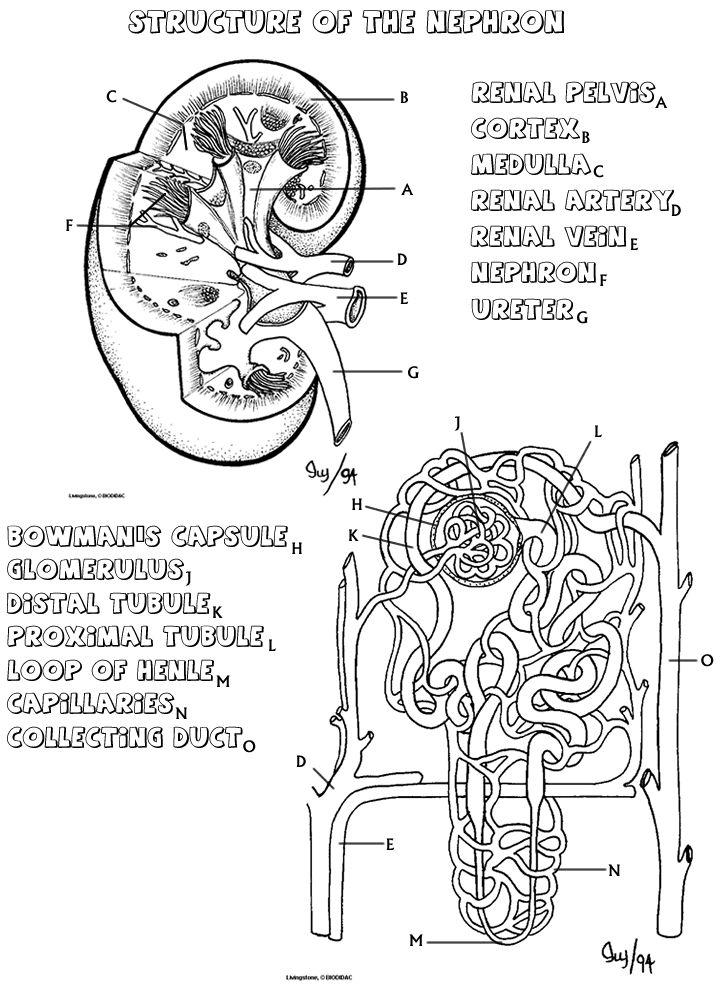 Kidney coloring anatomy coloring book anatomy and physiology teaching biology