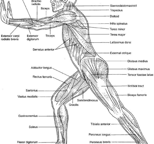 Amazing picture of anatomy coloring pages