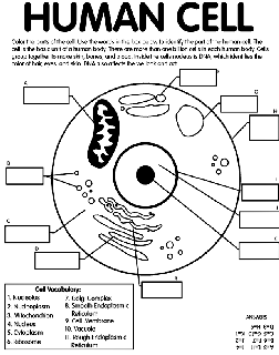 Human body free coloring pages