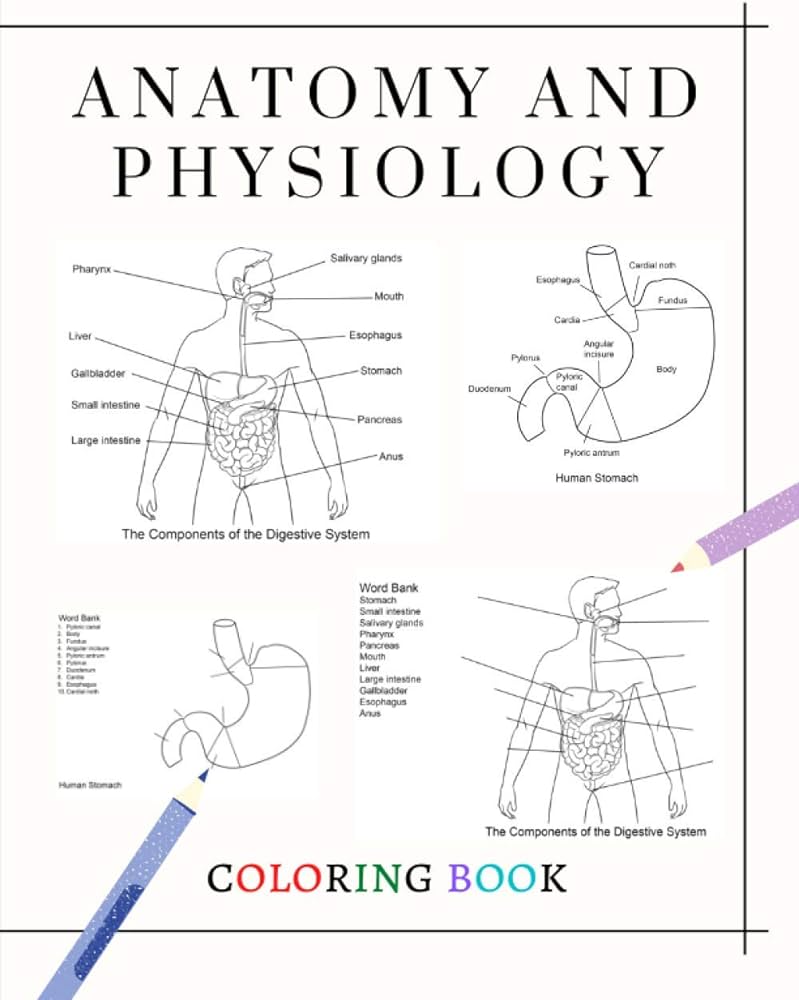 Anatomy and physiology coloring book instructive guide to the human body worksheet anatomy and physiology coloring books badawi ahmed books