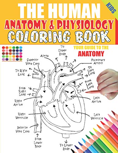 The human anatomy and physiology coloring book illustrations in an activity coloring book for kids and teens great christmas thanksgiving yourself structure function smart anatomy