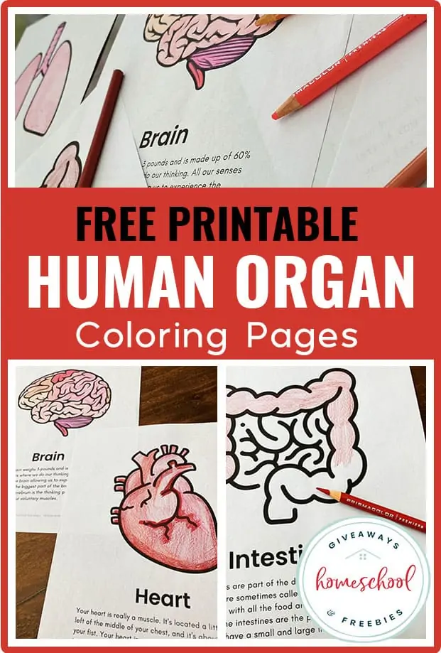 Free human anatomy coloring pages for students