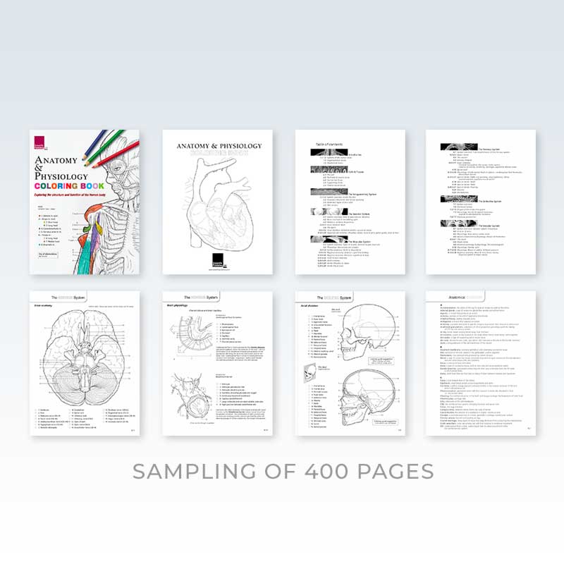 Anatomy physiology coloring book â