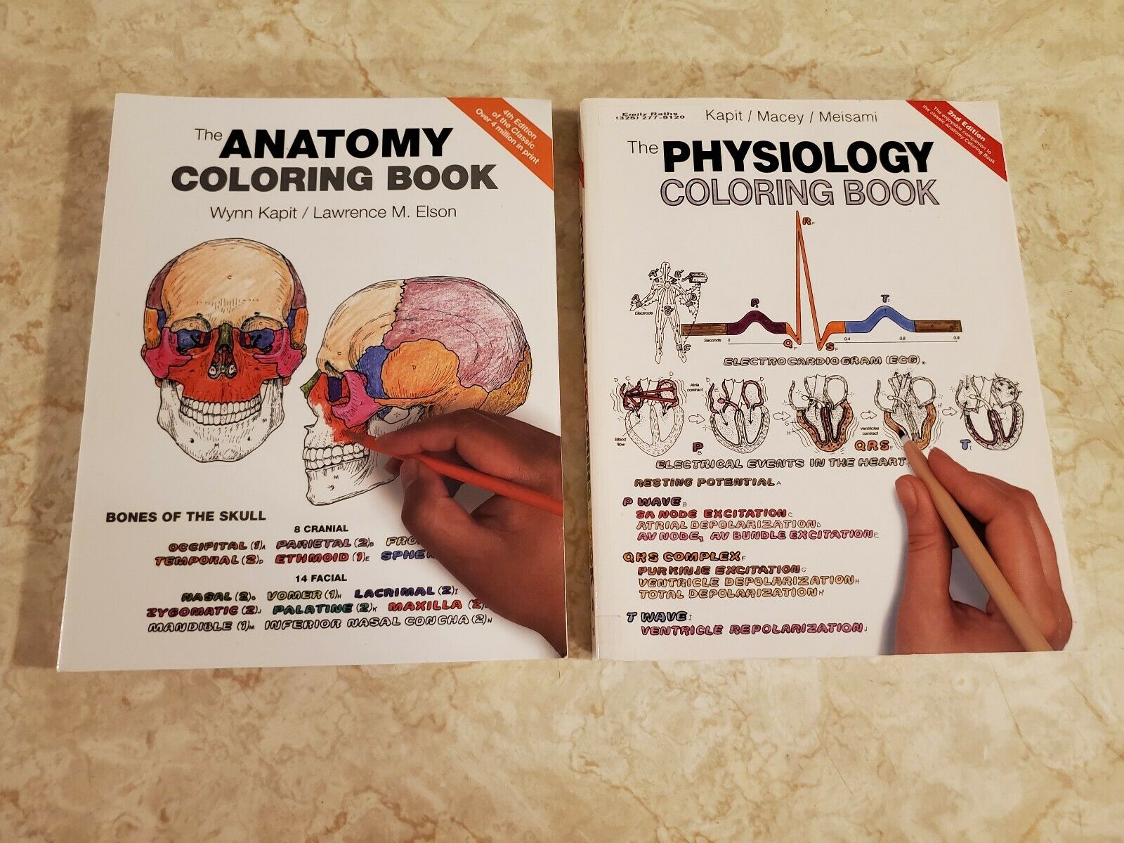 Anatomy physiology coloring books plus drawing anatomy lot of books