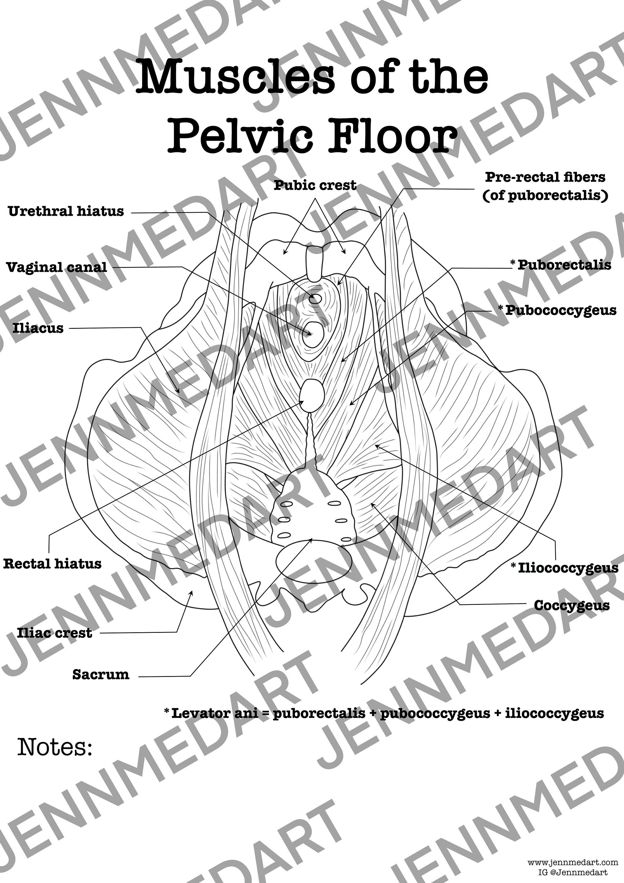 Pelvic floor anatomy coloring page