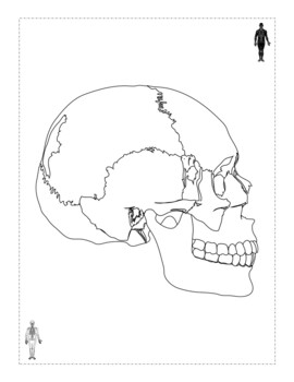 Anatomy physiology coloring pages