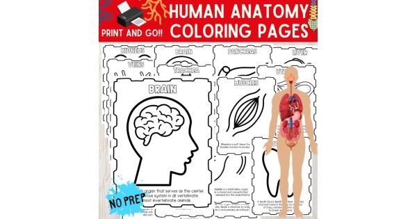 Human anatomy coloring pages