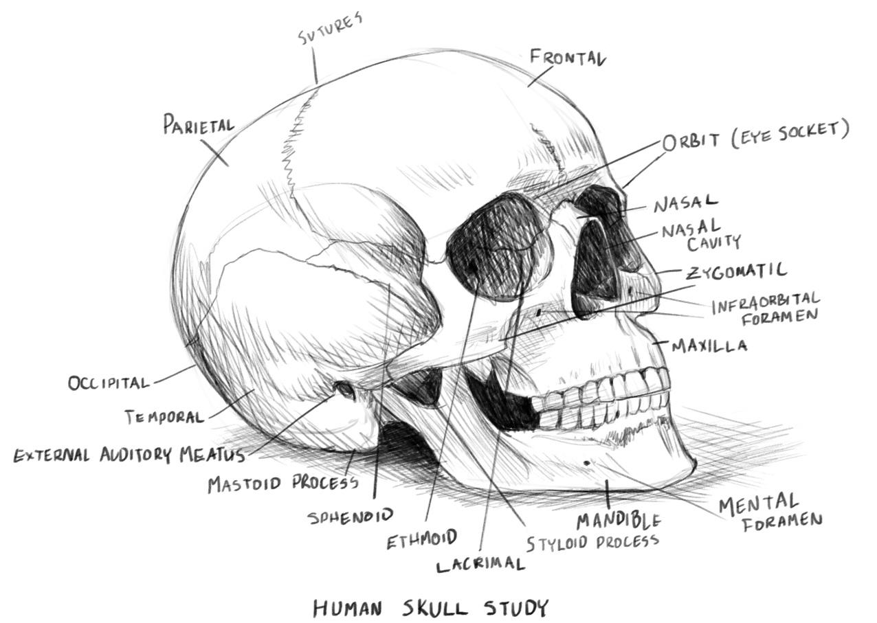 Human skull anatomy study by rob