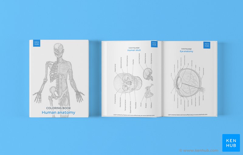 Anatomy coloring books how to use free pdf