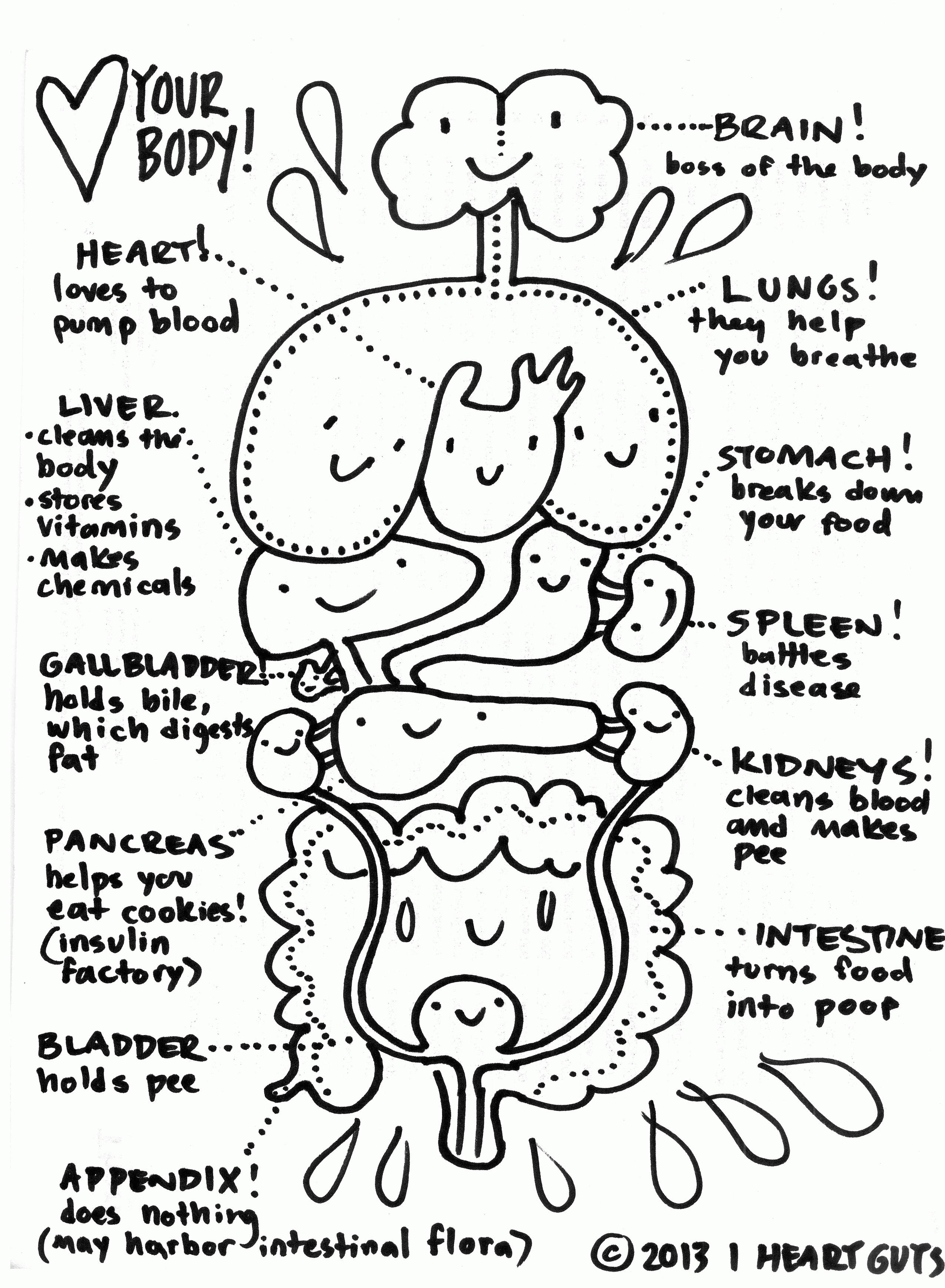 Organs anatomy coloring pages