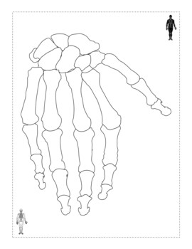 Free anatomy physiology coloring pages by tourmalin wolf tpt