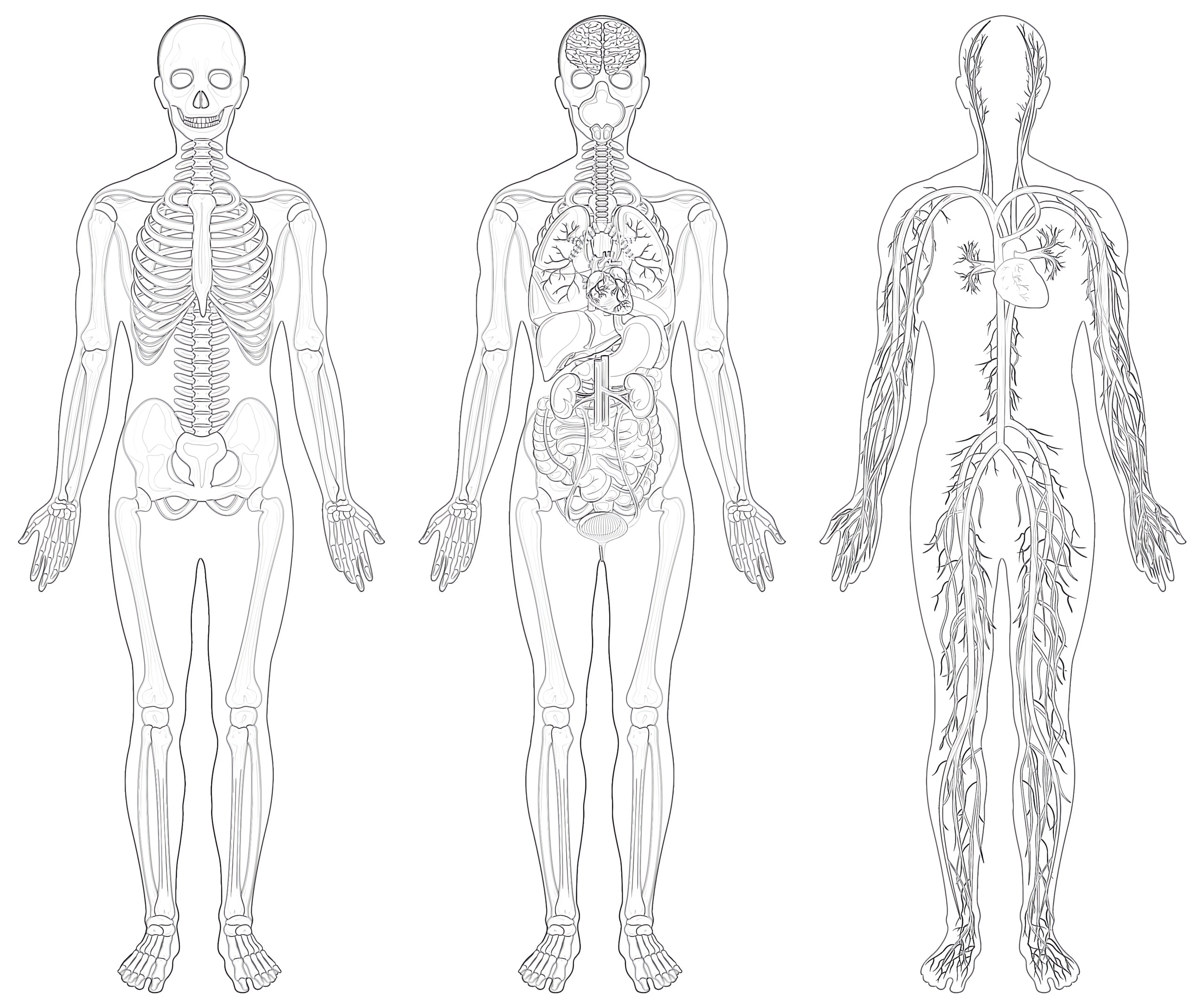 Printable anatomical structure human coloring page