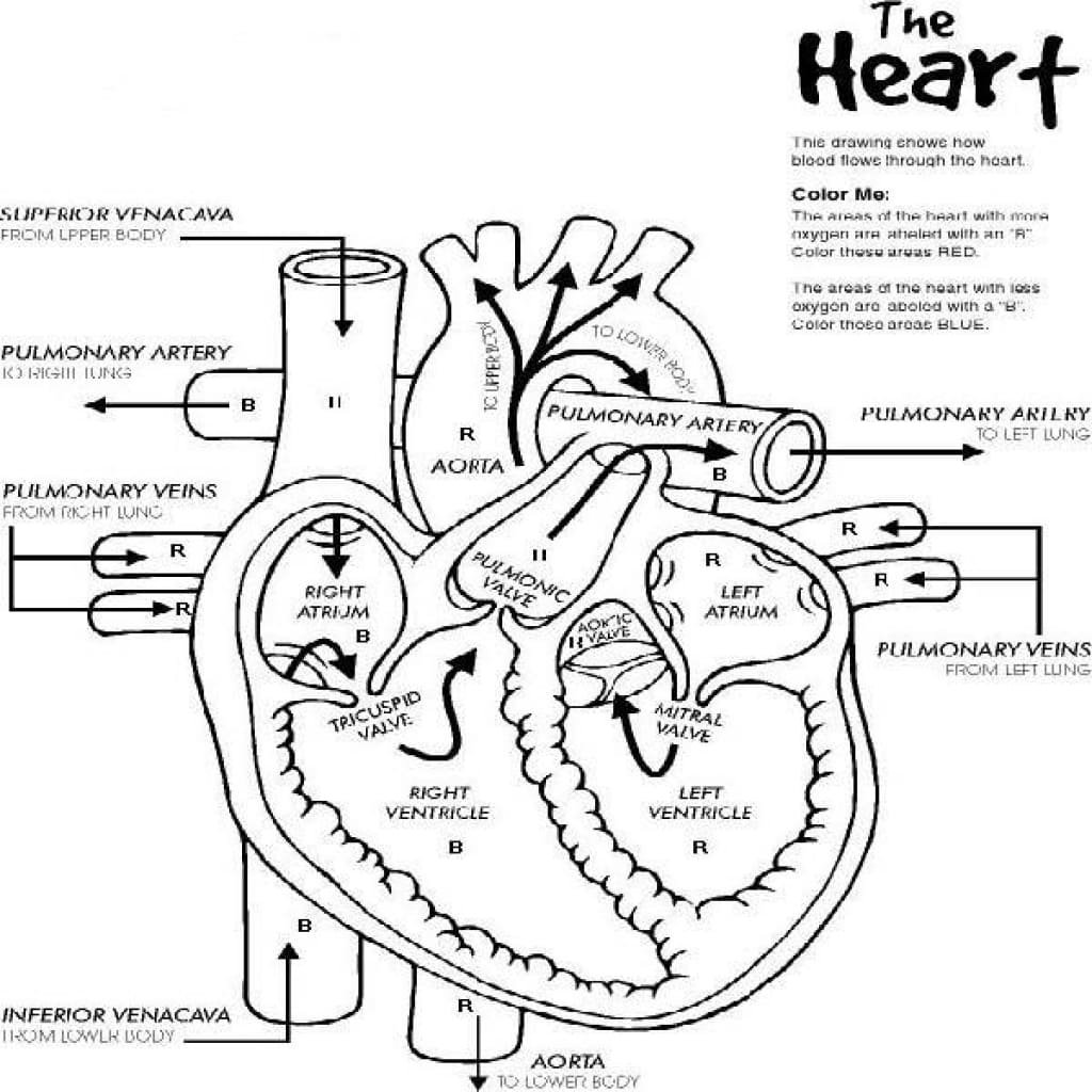 Anatomy coloring pages printable for free download