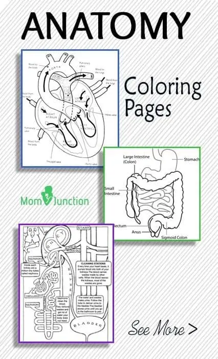 Free printable anatomy coloring pages