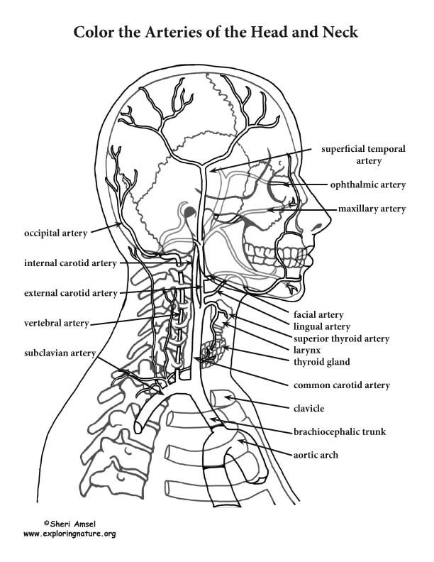 Arteries of the head and neck â coloring nature anatomy coloring book coloring books toddler coloring book