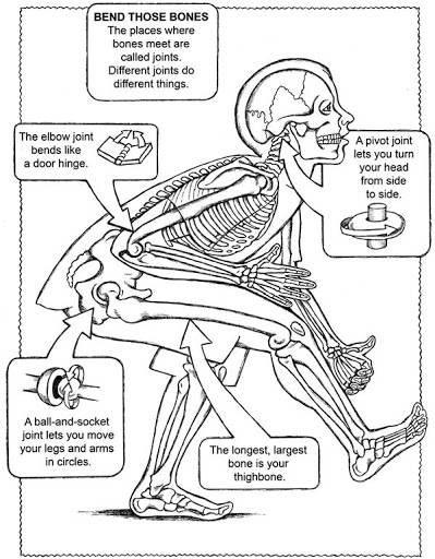 Coloring pages best human anatomy coloring pages