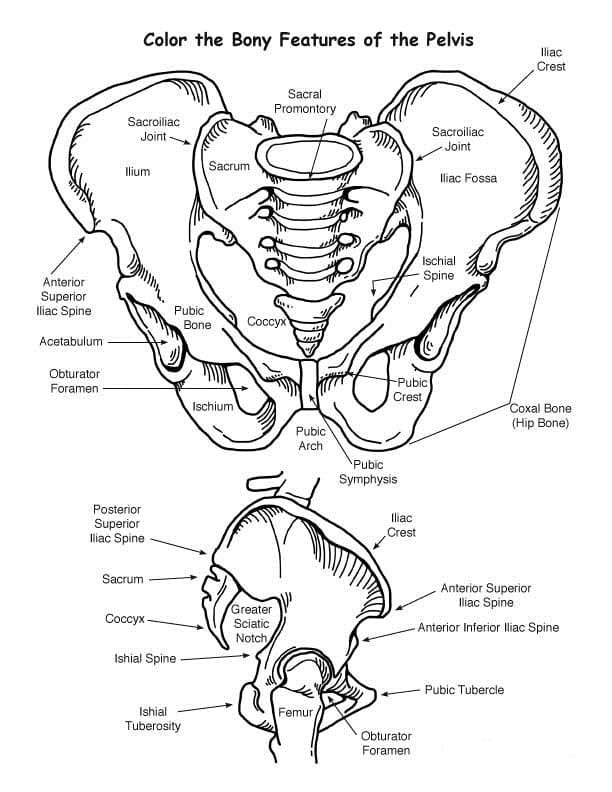 Anatomy coloring pages printable for free download