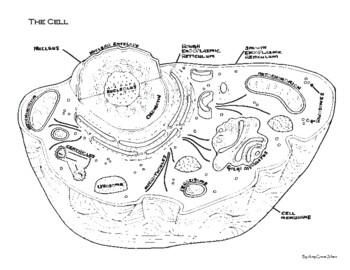 Cell anatomy coloring page by amy grace sloan tpt