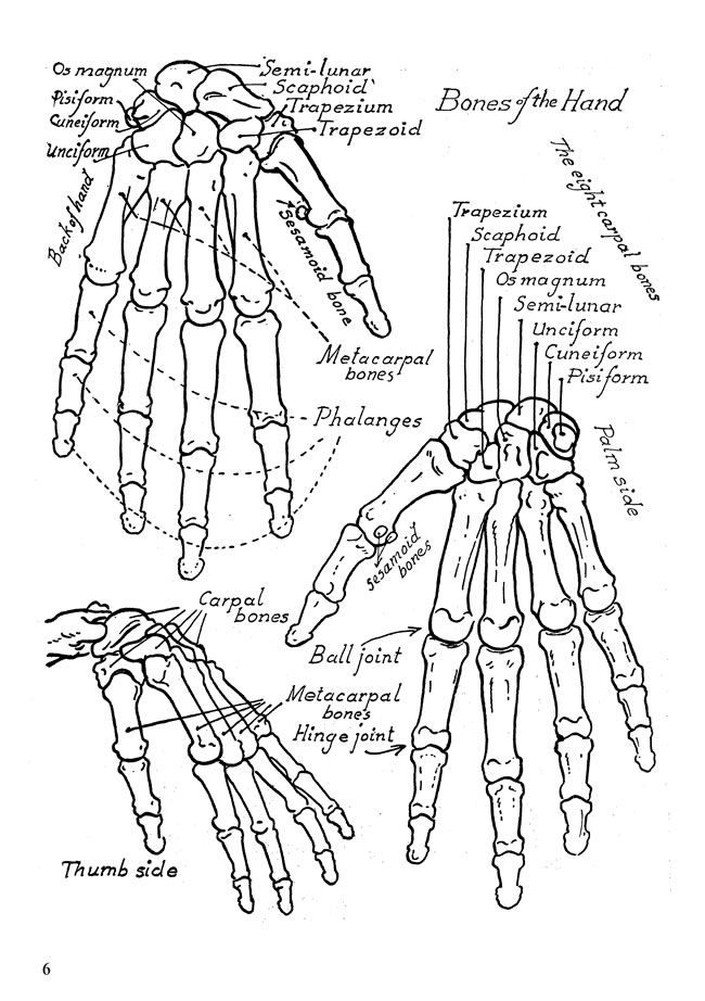 Wele to dover publications anatomy coloring book human anatomy anatomy and physiology