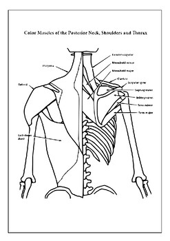 Unveiling the human body printable anatomy coloring sheets pages