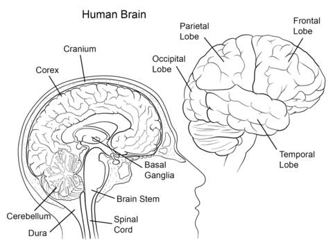 Human brain anatomy coloring page free printable coloring pages