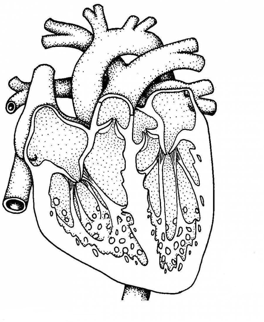 Anatomy coloring pages printable for free download