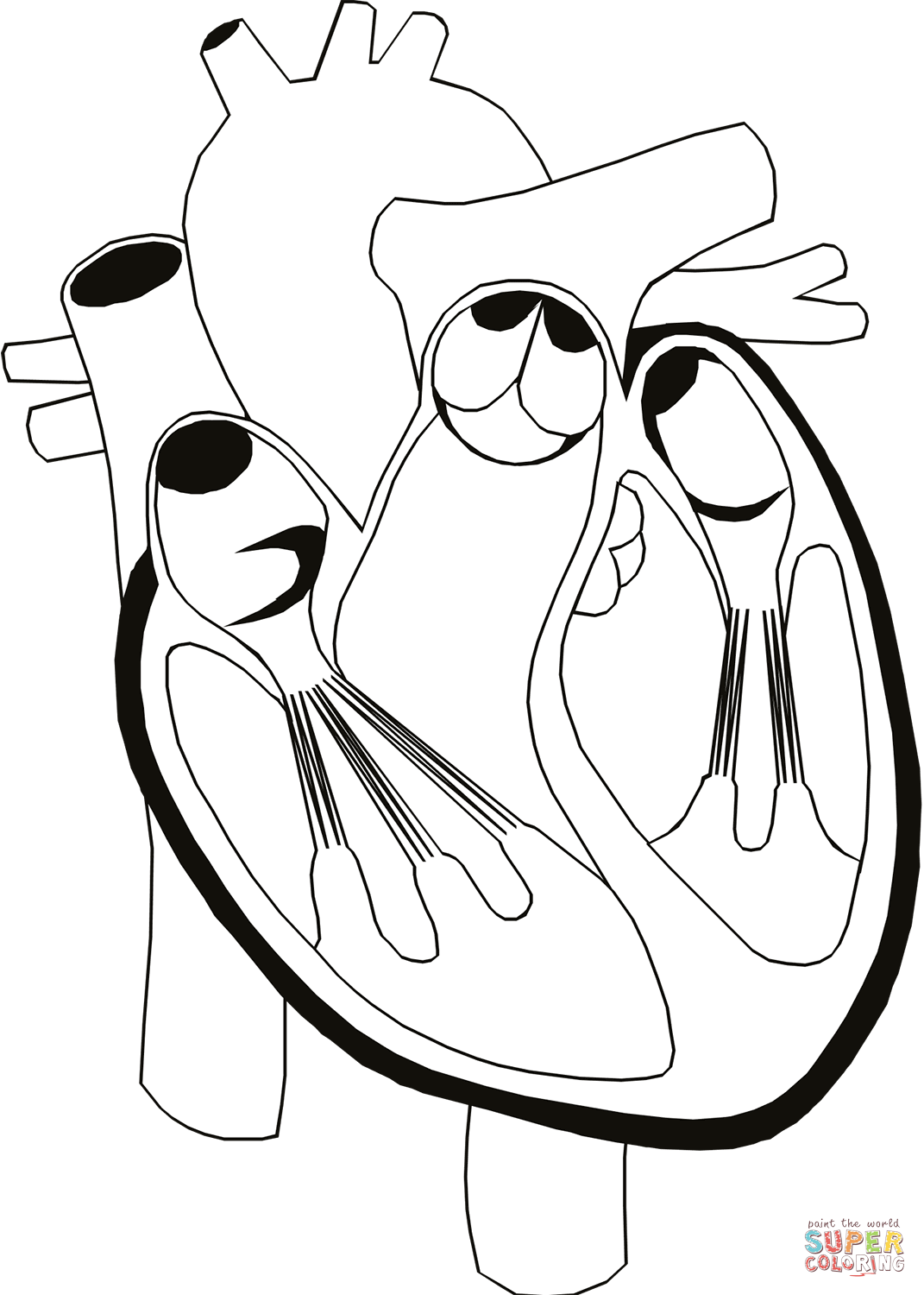 Heart anatomy coloring page free printable coloring pages