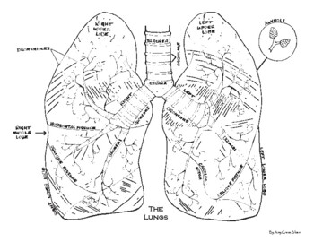 Lung anatomy coloring page by amy grace sloan tpt