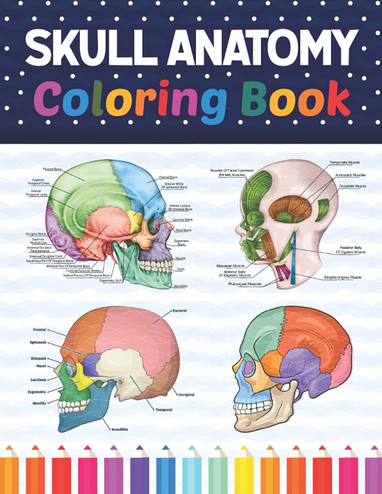 Skull anatomy coloring book human skull anatomy workbook for kids human skull anatomy coloring pages for kids toddlers human body students self