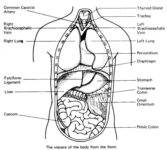 Inspired photo of anatomy coloring pages