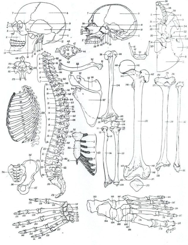 Amazing picture of anatomy coloring pages