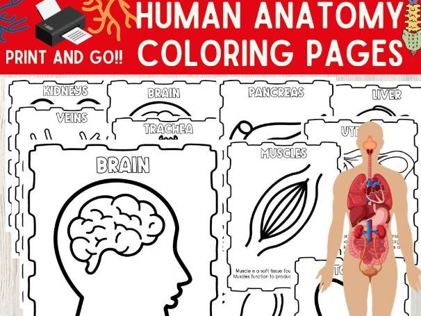 Explore human anatomy through coloring detailed pages with informative descriptions teaching resources