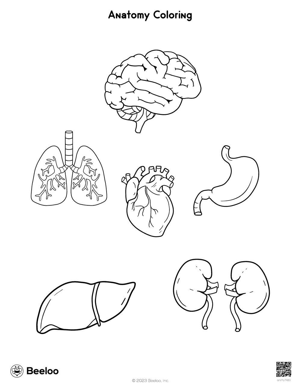 Anatomy coloring â printable crafts and activities for kids